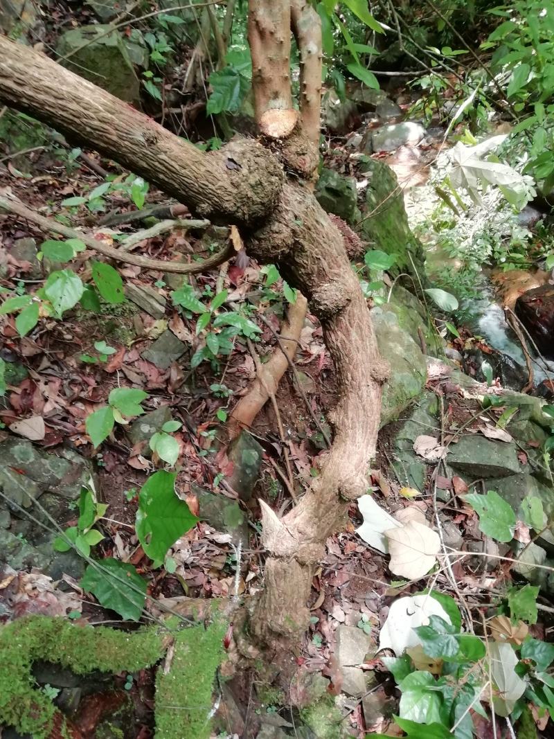 青筋藤，血风藤，牵牛入石