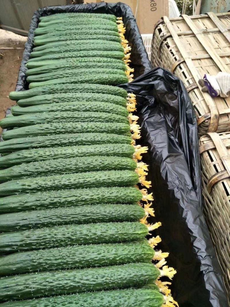 邯郸精品黄瓜产地直供大量有货颜色绿瓜条好