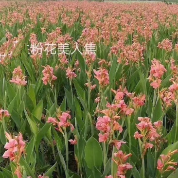 美人蕉,基地直销,美人蕉品种齐全,常年销售各种绿化苗木