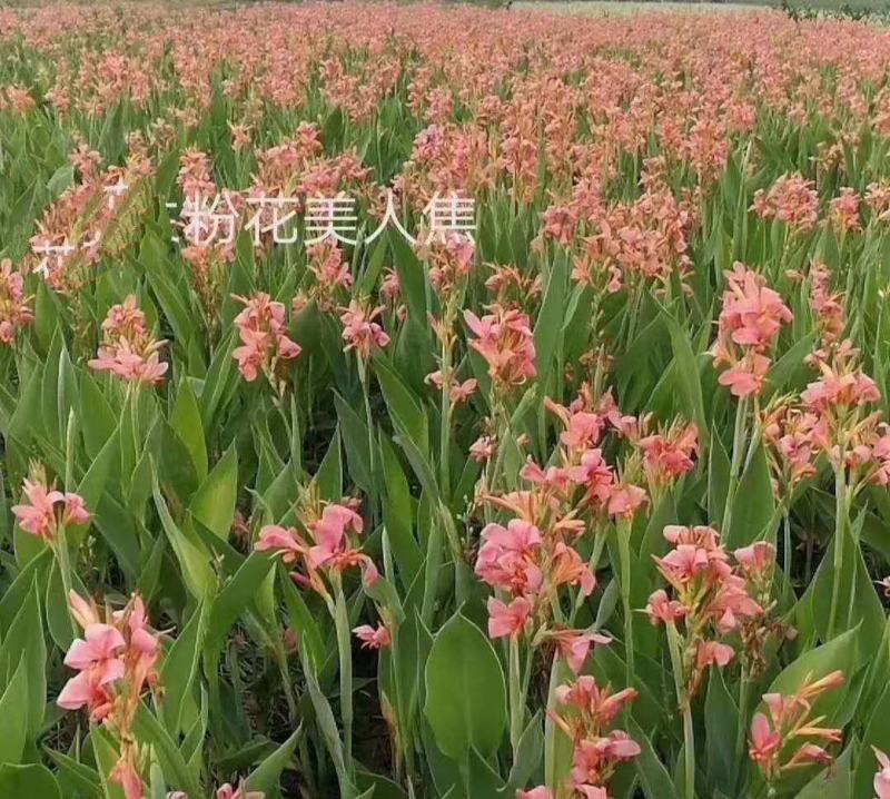 美人蕉，基地直销，美人蕉品种齐全，常年销售各种绿化苗木