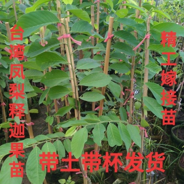 品种凤梨释迦苗大土球白布袋头劲1.5公分一棵包邮