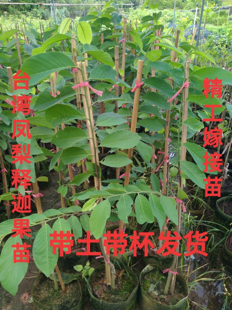 品种凤梨释迦苗大土球白布袋头劲1.5公分一棵包邮