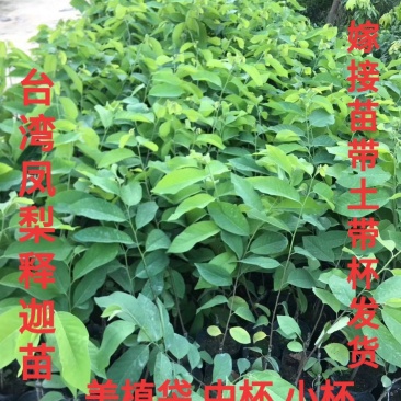 广东普宁凤梨释迦苗嫁接1年苗总高度30-50公分不包邮