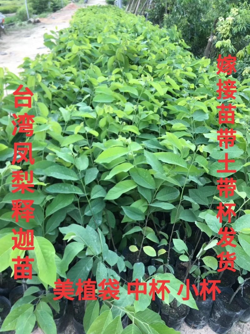 广东普宁凤梨释迦苗嫁接1年苗总高度30-50公分不包邮