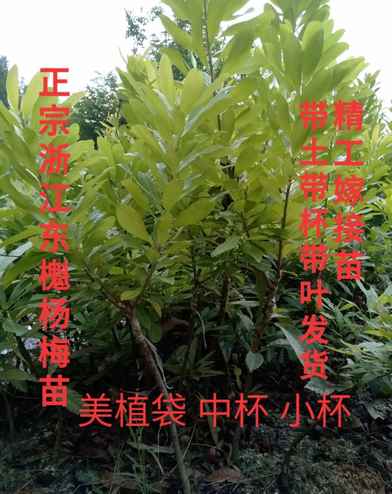 广东普宁中杯东槐杨梅苗二年苗高50公分以上不包邮