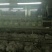 法国伊拉配套系种兔重庆阿兴记伊拉父母代种兔