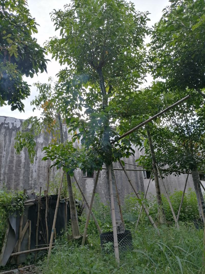 秋枫光棍货骨架货5至15分