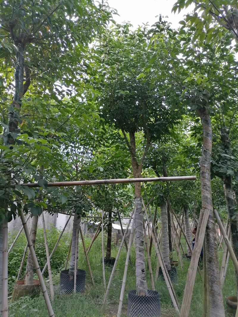 秋枫光棍货骨架货5至15分