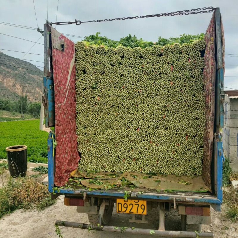 西芹，小药芹