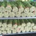 西芹，小药芹