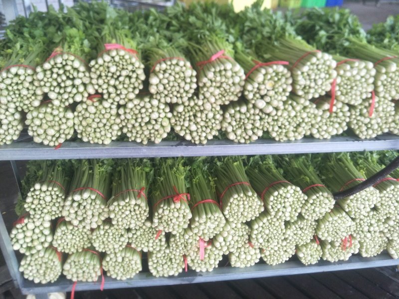西芹，小药芹