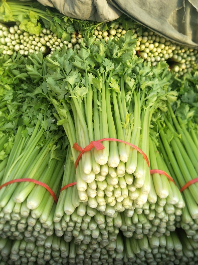 西芹，小药芹