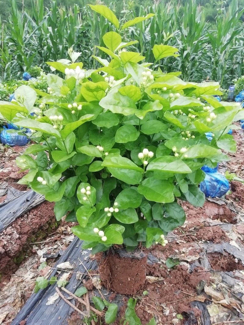 茉莉花，不含盆，价格随行，栀子花