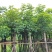秋枫光棍货骨架货5至15分