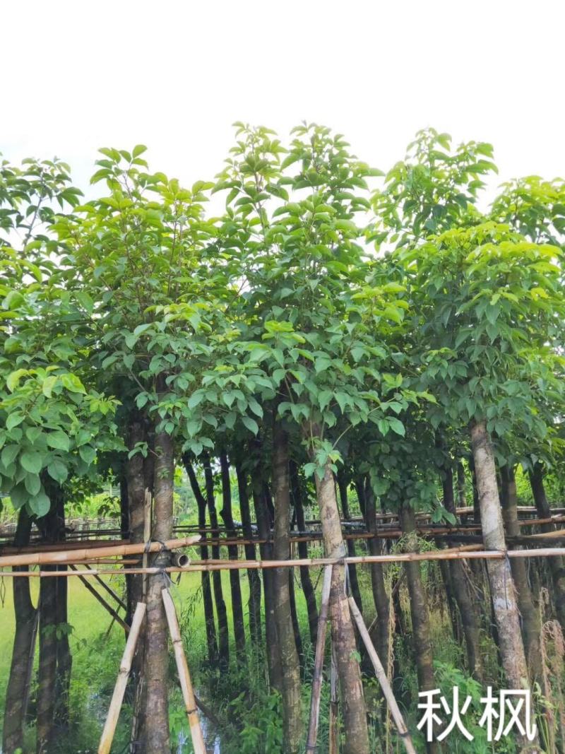 秋枫光棍货骨架货5至15分