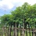 秋枫光棍货骨架货5至15分