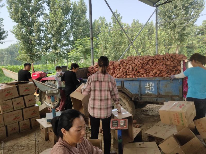 热销河南精品龙玖红薯产地直供货源充足代发全国