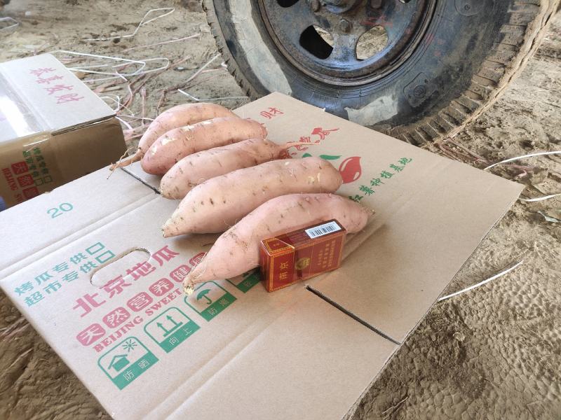 热销河南精品龙玖红薯产地直供货源充足代发全国