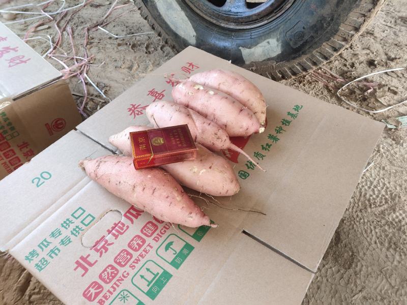 热销河南精品龙玖红薯产地直供货源充足代发全国