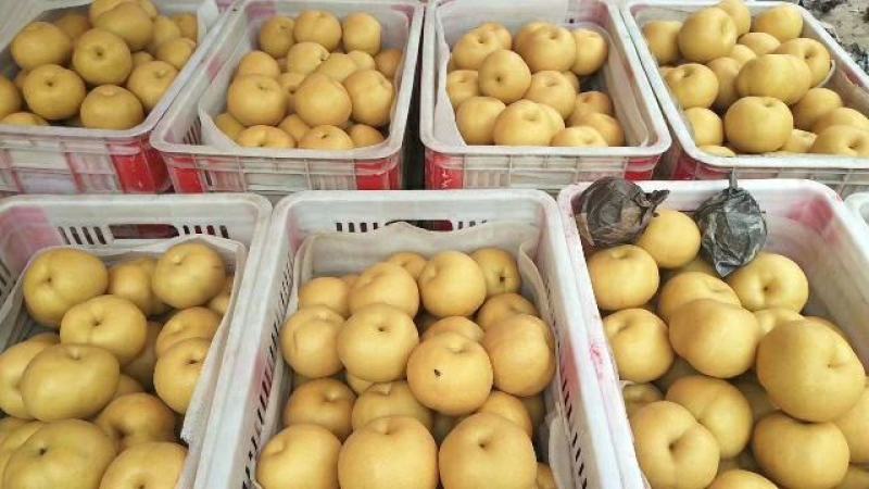 【精品】山东冠县丰水梨产地直供质优价廉，量大优惠