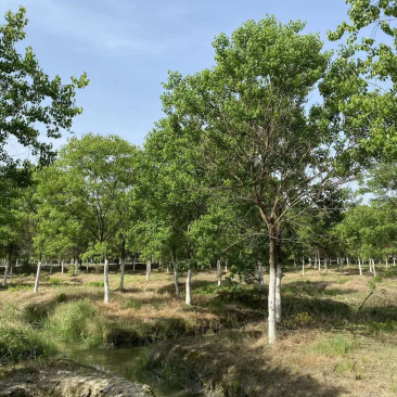 10公分乌桕乌桕树绿化苗木基地直发成活率高