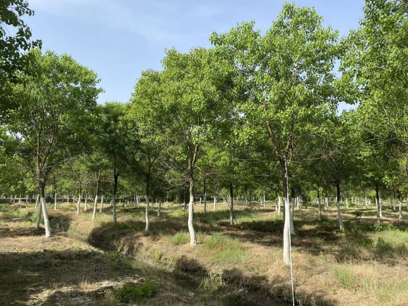 10公分乌桕乌桕树绿化苗木基地直发成活率高
