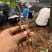 云南滇重楼苗大量出售需要的老板请联系我，我们是一条龙服务