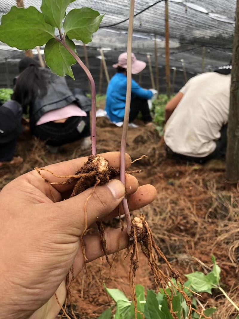 云南滇重楼苗大量出售需要的老板请联系我，我们是一条龙服务