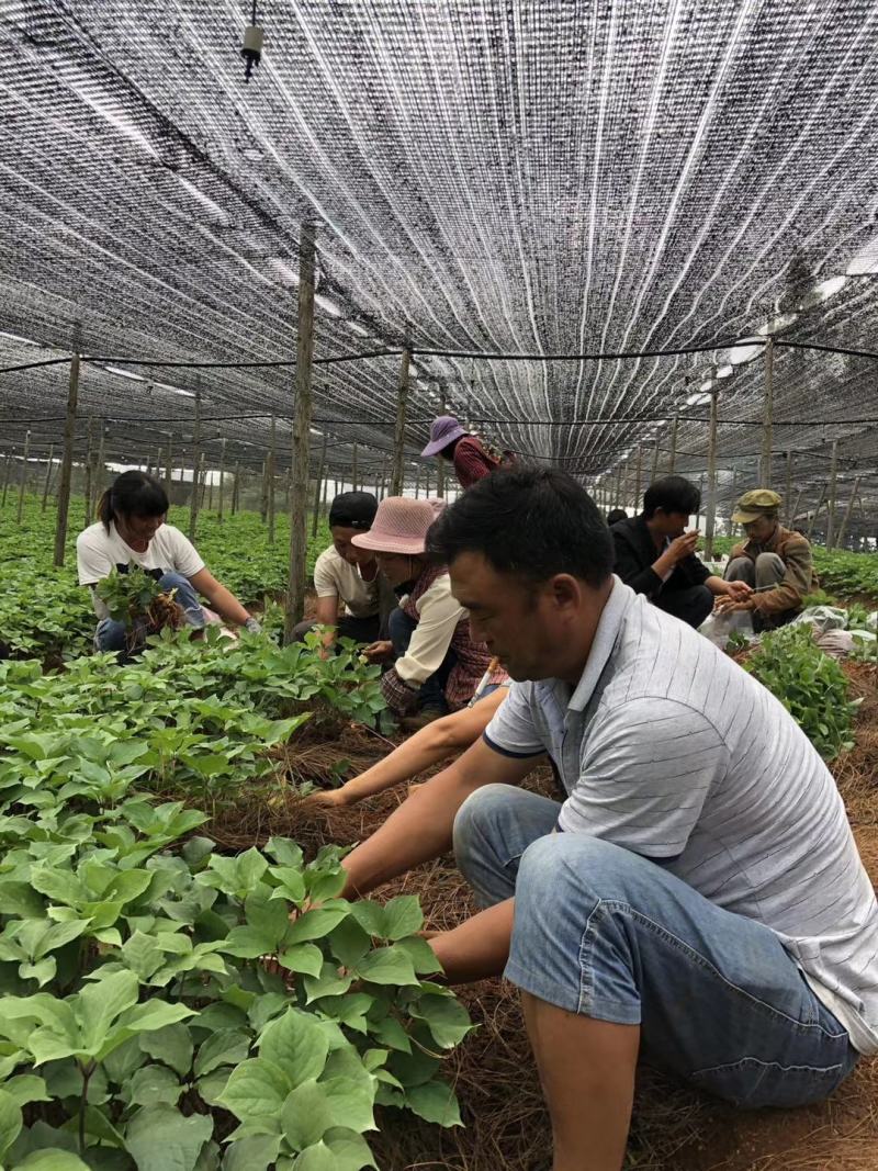 云南滇重楼苗大量出售需要的老板请联系我，我们是一条龙服务