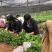 云南滇重楼苗大量出售需要的老板请联系我，我们是一条龙服务