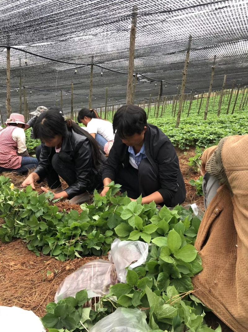 云南滇重楼苗大量出售需要的老板请联系我，我们是一条龙服务