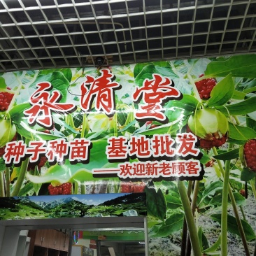 云南滇重楼苗大量出售需要的老板请联系我，我们是一条龙服务