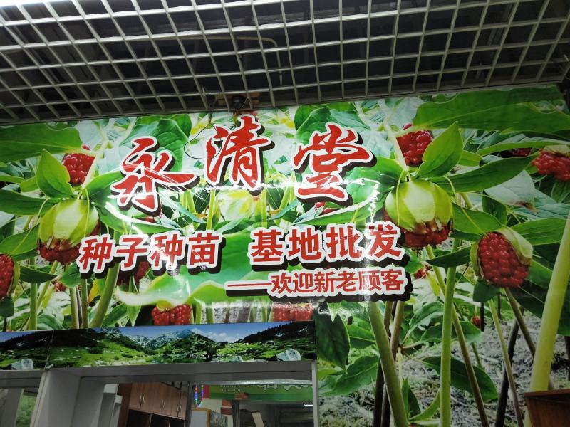 云南滇重楼苗大量出售需要的老板请联系我，我们是一条龙服务