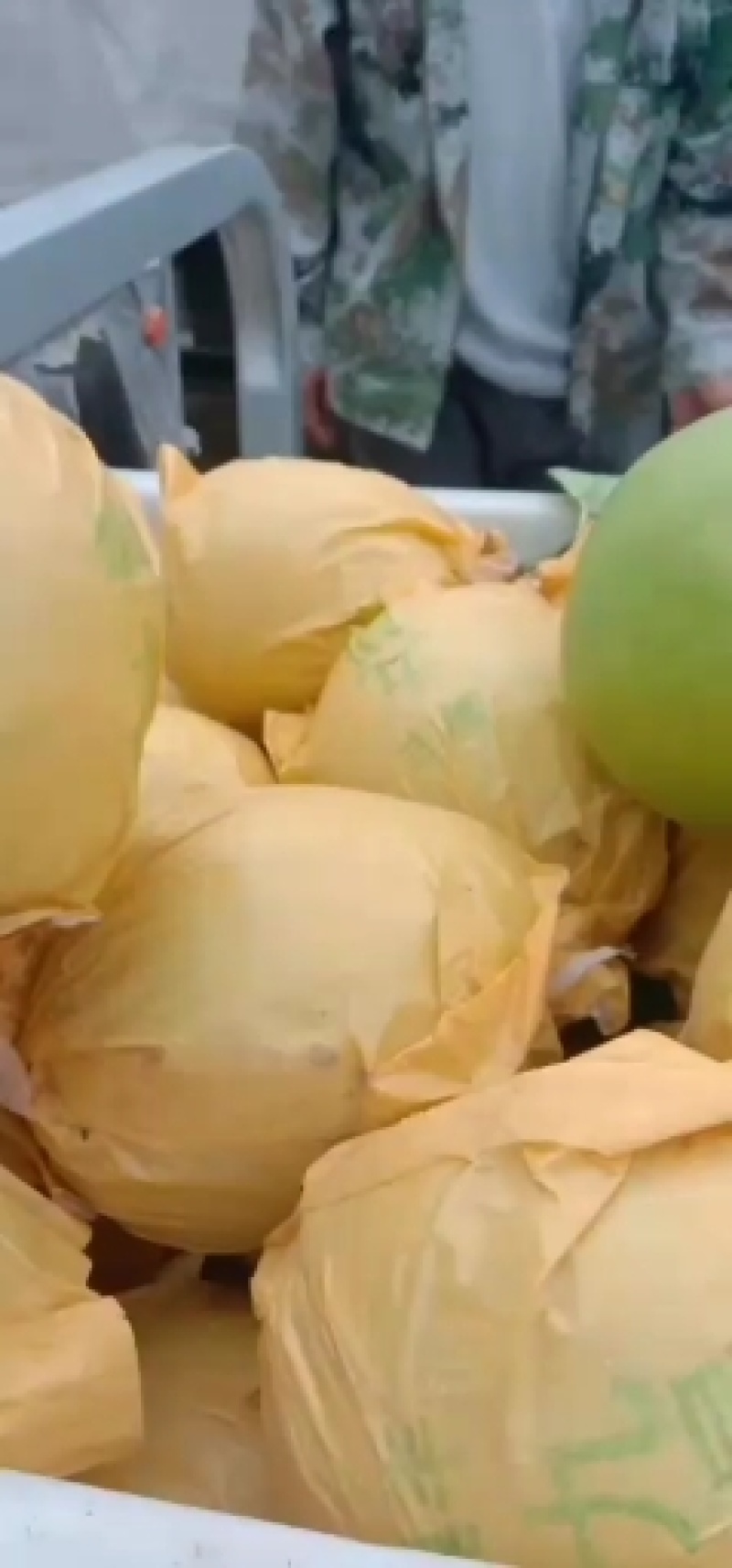 砀山精品翠冠，套袋，6两起大果，诚信代办，