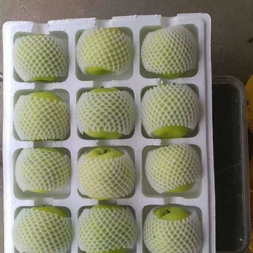 砀山精品翠冠，套袋，6两起大果，诚信代办，