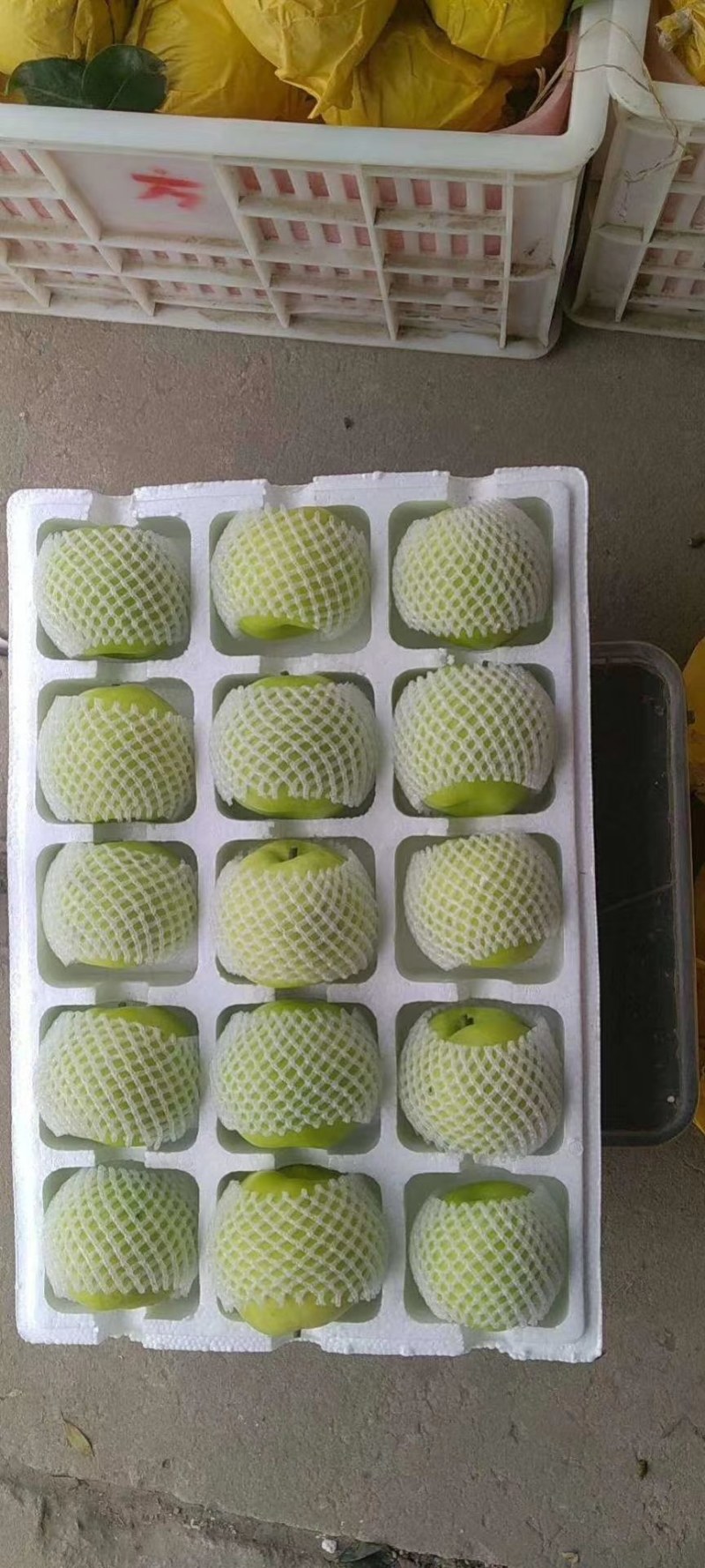 砀山精品翠冠，套袋，6两起大果，诚信代办，