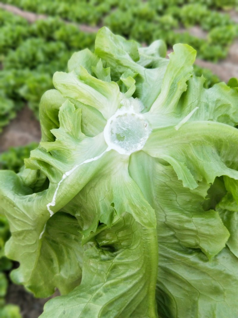 意大利生菜无金边无扭心产地好货源精品生菜发全国