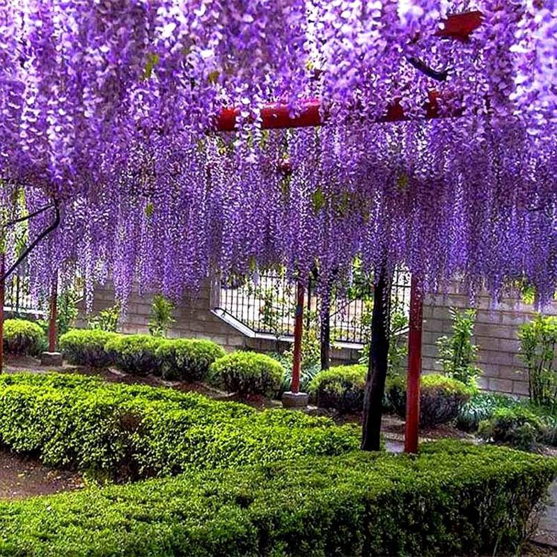 紫藤树苗花树苗爬藤植物庭院签约保证成活。紫藤萝紫藤老桩。