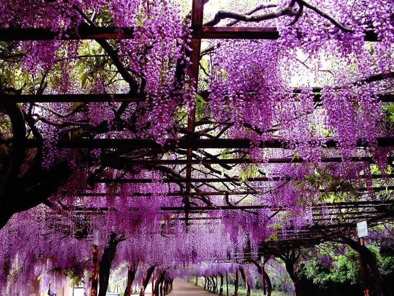 紫藤树苗花树苗爬藤植物庭院签约保证成活。紫藤萝紫藤老桩。