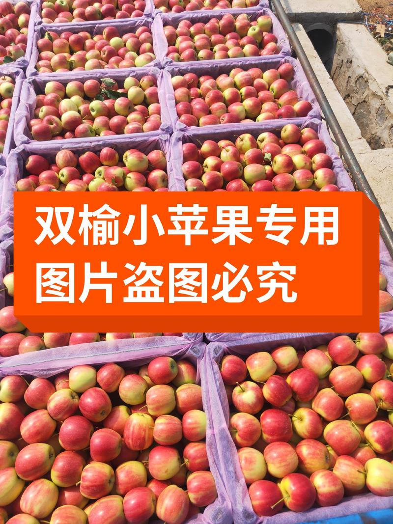 辽宁西丰，双榆123小苹果基地，大量上市