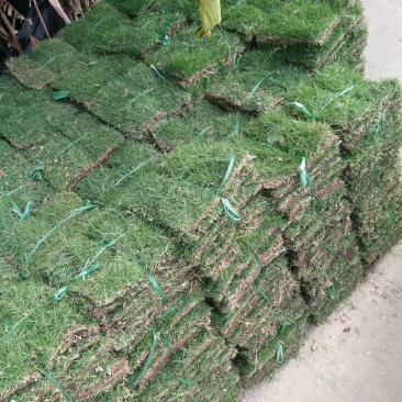 出售绿化草皮