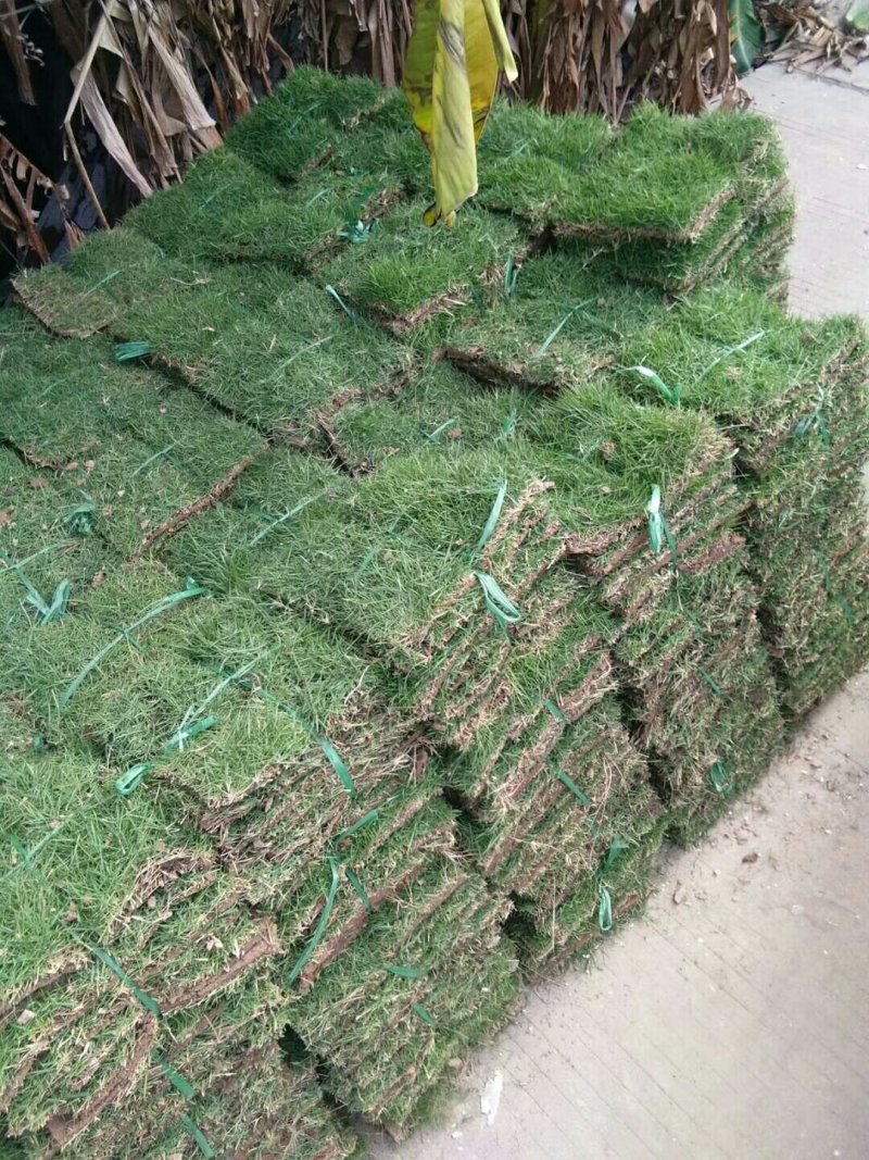 出售绿化草皮
