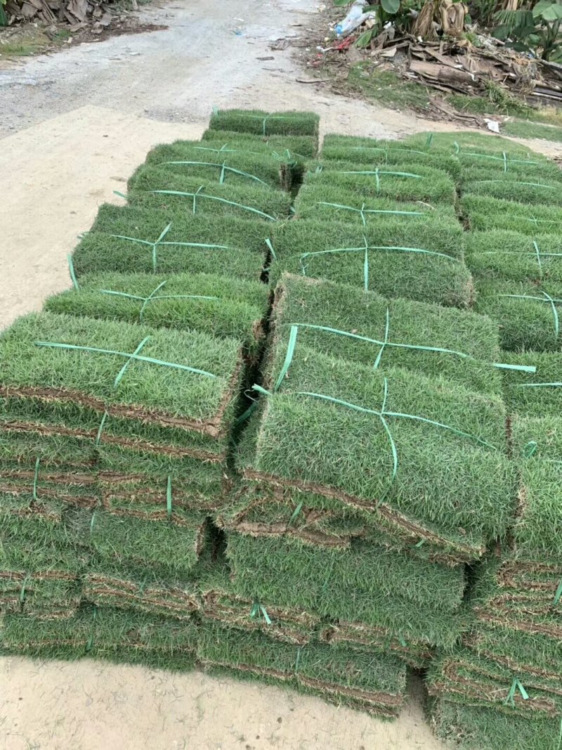 出售绿化草皮