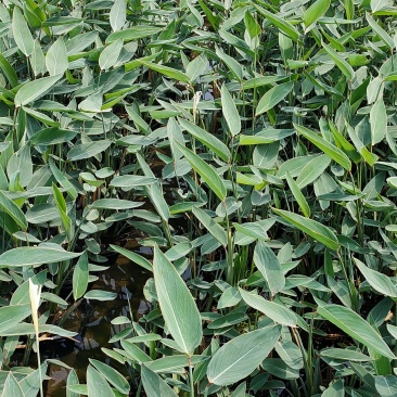再力花苗裸根再力花浮岛用苗，杯苗再力花，工程用苗
