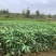 再力花苗裸根再力花浮岛用苗，杯苗再力花，工程用苗
