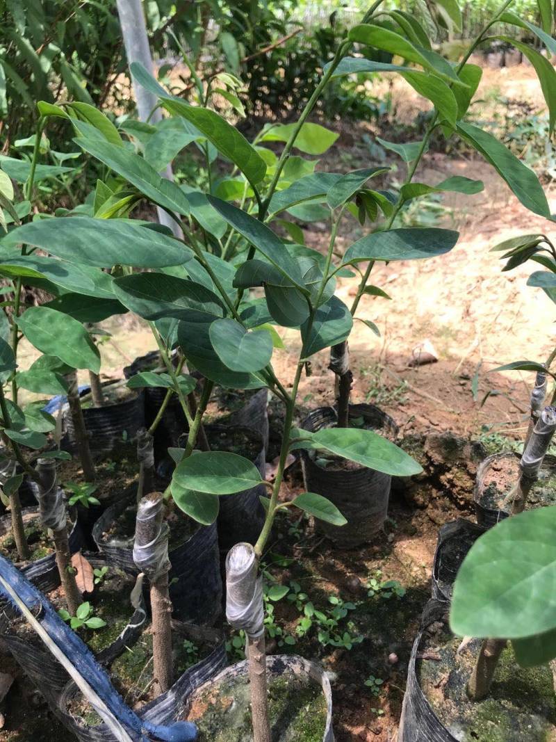 释迦果苗，榴莲释迦果，新品种嫁接种苗