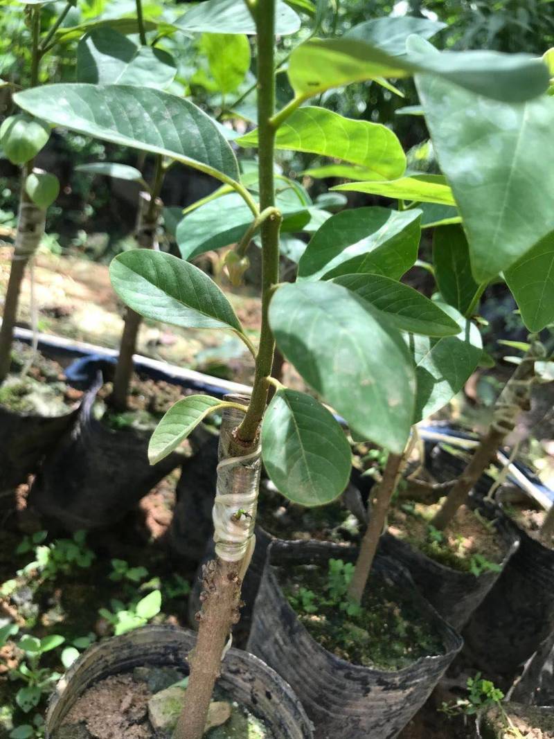 新品种台湾进口榴莲释迦果嫁接苗，需要的下单