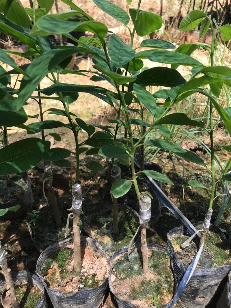新品种台湾进口榴莲释迦果嫁接苗，需要的下单