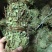 鸡骨草没硫磺颜色青绿
