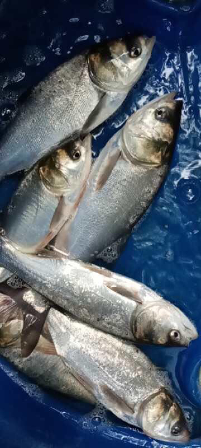 【鲢鱼苗】白鲢鱼苗、一手货源场地直供、买家保障